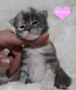 Hermine