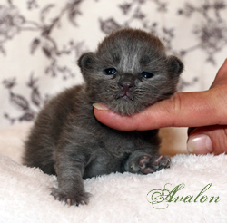 Avalon
