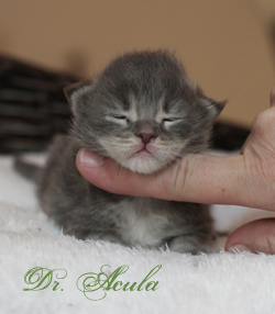 Dr. Acula