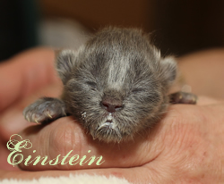 Einstein