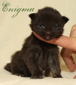 Enigma