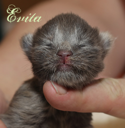 Evita