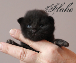 Flake