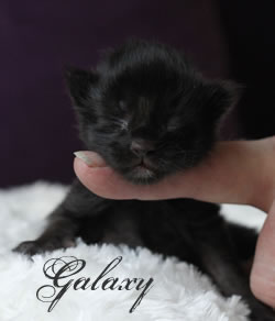 Galaxy