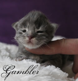 Gambler