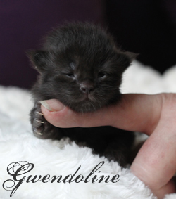 Gwendoline