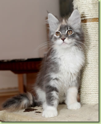 Hermine