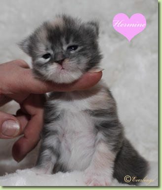 Hermine
