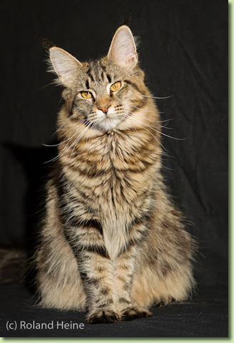Kajaphi's Bonita